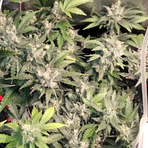 Critical+ 2.0 Autoflowering growlog timeline photo