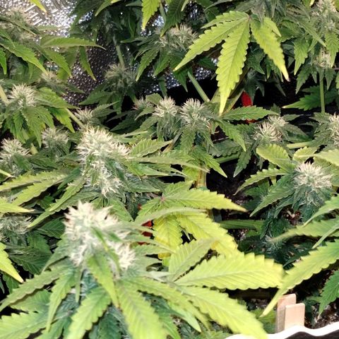 Alaskan Diesel  growlog timeline photo