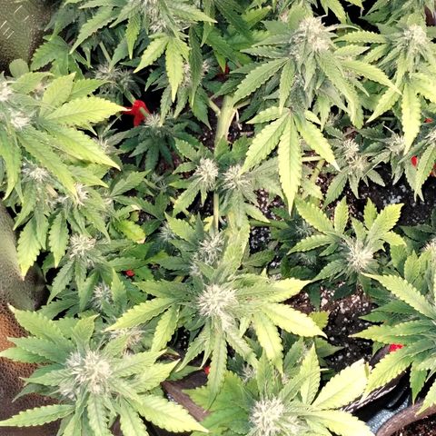Alaskan Diesel  growlog timeline photo