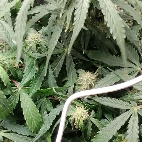 Gelat.OG growlog timeline photo