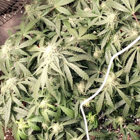 Gelat.OG growlog timeline photo