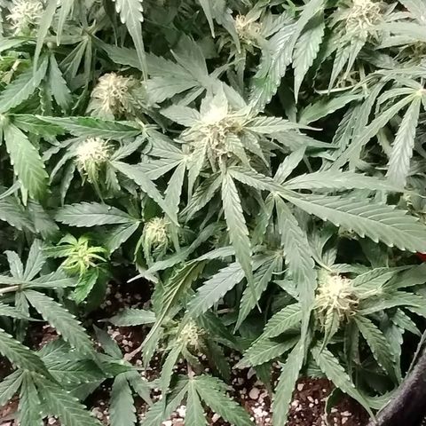 Gelat.OG growlog timeline photo