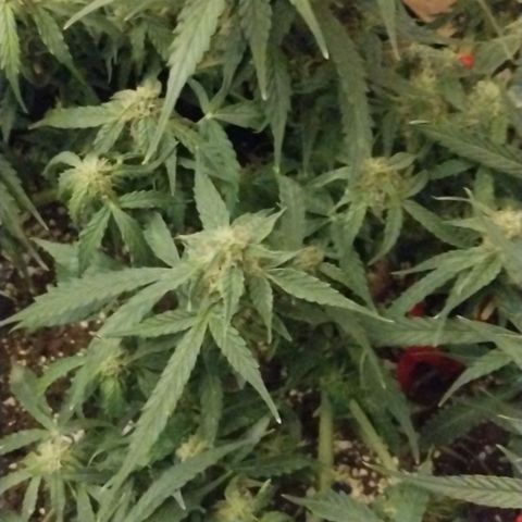 Gelat.OG growlog timeline photo