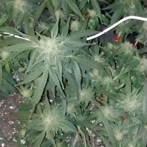 Gelat.OG growlog timeline photo