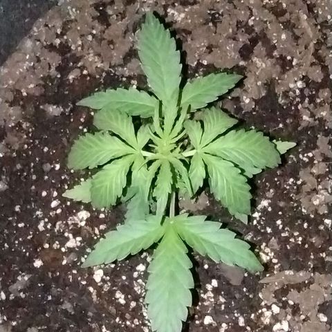 Alaskan Diesel Auto growlog timeline photo