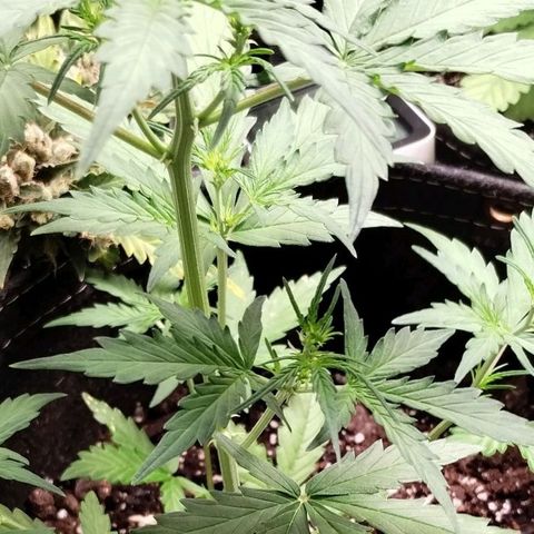 Alaskan Diesel Auto growlog timeline photo