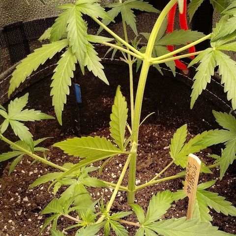Alaskan Diesel Auto growlog timeline photo