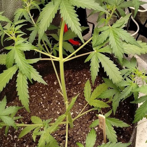 Alaskan Diesel Auto growlog timeline photo