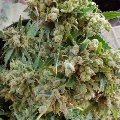Critical+ 2.0 Autoflowering growlog timeline photo