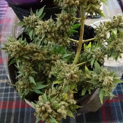 Critical+ 2.0 Autoflowering growlog timeline photo
