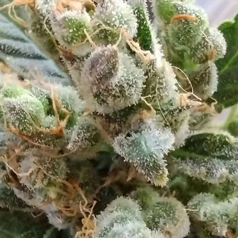 Critical+ 2.0 Autoflowering growlog timeline photo