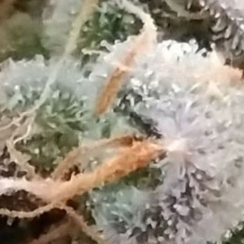 Critical+ 2.0 Autoflowering growlog timeline photo
