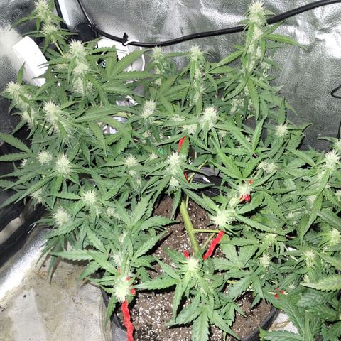Alaskan Diesel Auto growlog timeline photo