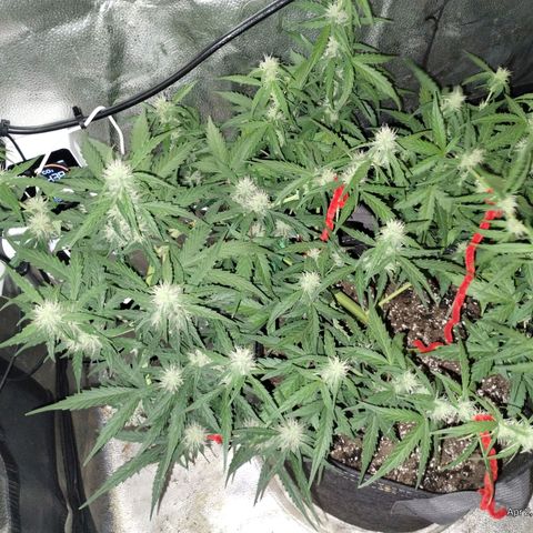 Alaskan Diesel Auto growlog timeline photo