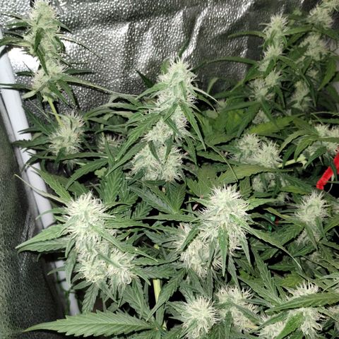 Alaskan Diesel Auto growlog timeline photo