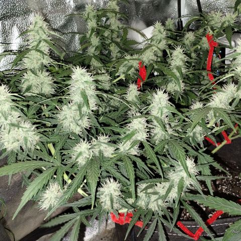 Alaskan Diesel Auto growlog timeline photo