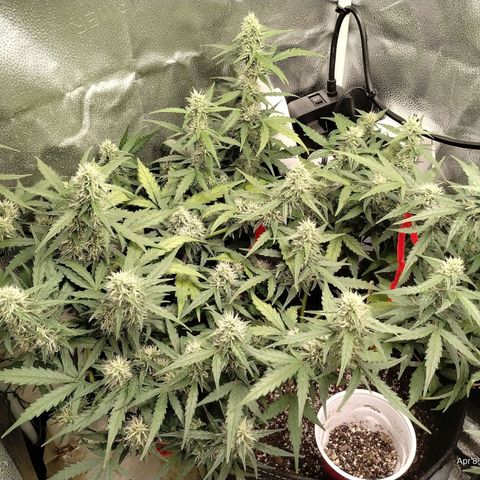 Alaskan Diesel Auto growlog timeline photo