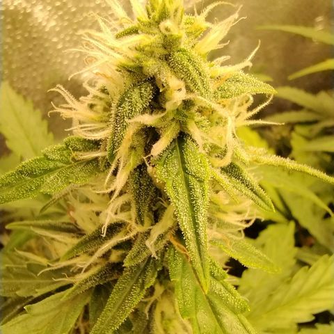 Alaskan Diesel Auto growlog timeline photo
