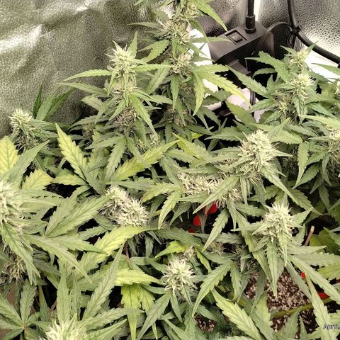 Alaskan Diesel Auto growlog timeline photo