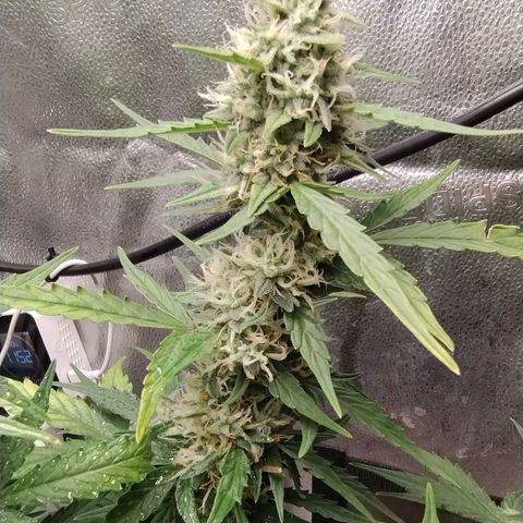 Alaskan Diesel Auto growlog timeline photo