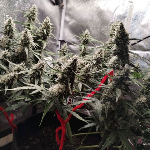 Alaskan Diesel Auto growlog timeline photo