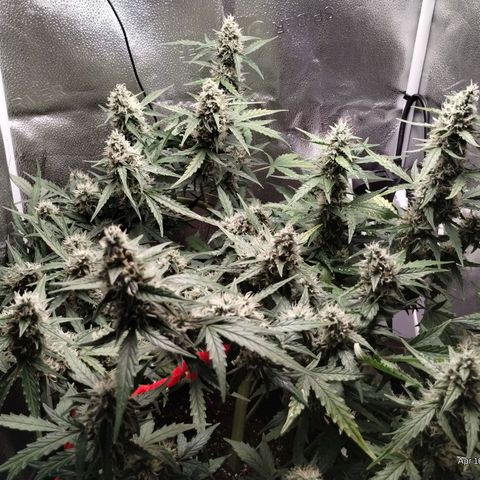 Alaskan Diesel Auto growlog timeline photo