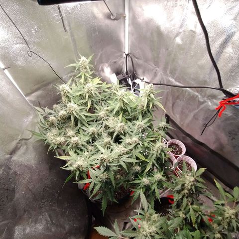 Alaskan Diesel Auto growlog timeline photo