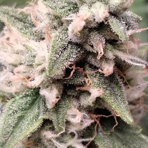 Alaskan Diesel Auto growlog timeline photo