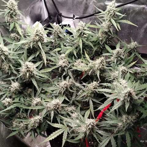 Alaskan Diesel Auto growlog timeline photo