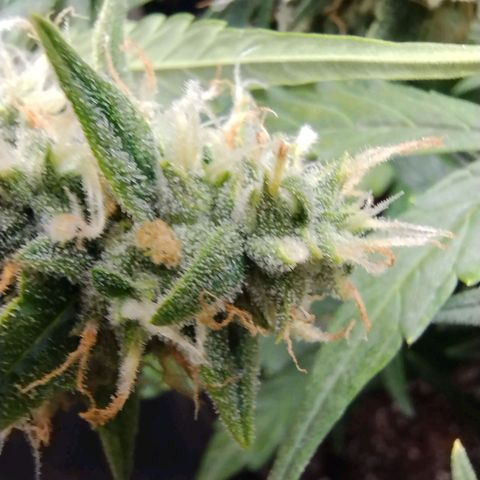 Alaskan Diesel Auto growlog timeline photo