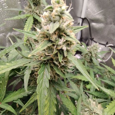 Alaskan Diesel Auto growlog timeline photo
