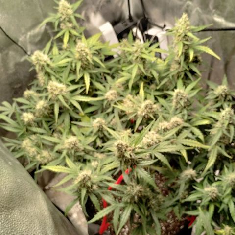 Alaskan Diesel Auto growlog timeline photo