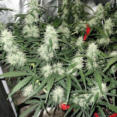 Alaskan Diesel Auto growlog timeline photo