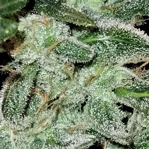Alaskan Diesel Auto growlog timeline photo