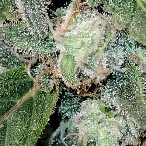 Alaskan Diesel Auto growlog timeline photo
