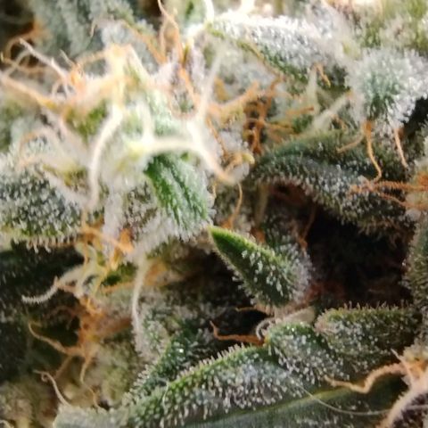 Alaskan Diesel Auto growlog timeline photo
