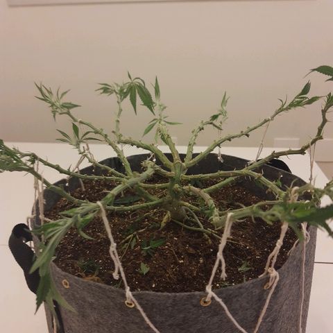 Genética desconhecida growlog timeline photo