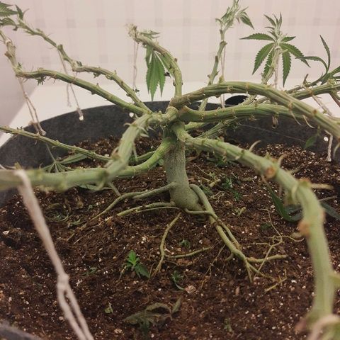Genética desconhecida growlog timeline photo