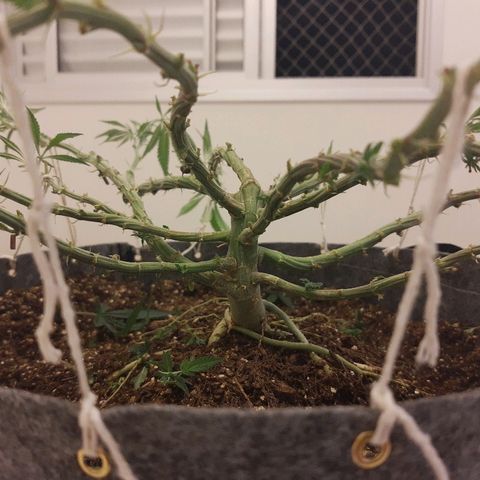 Genética desconhecida growlog timeline photo