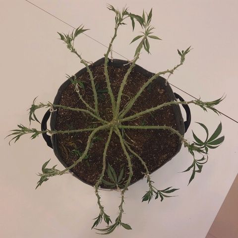 Genética desconhecida growlog timeline photo