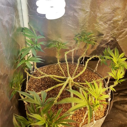 Genética desconhecida growlog timeline photo