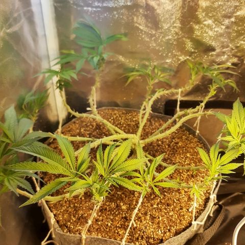 Genética desconhecida growlog timeline photo