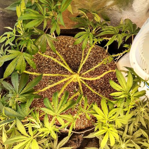 Genética desconhecida growlog timeline photo