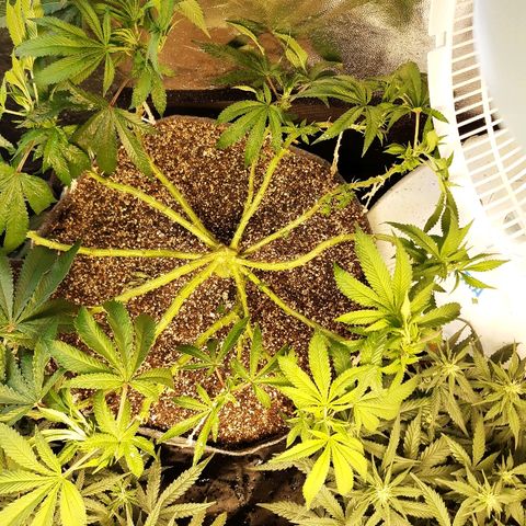 Genética desconhecida growlog timeline photo