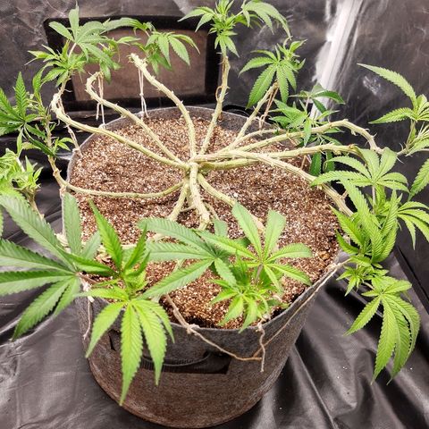 Genética desconhecida growlog timeline photo