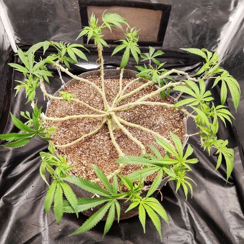 Genética desconhecida growlog timeline photo