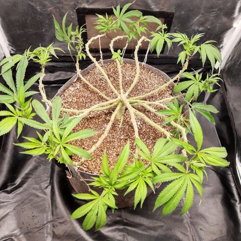 Genética desconhecida growlog timeline photo