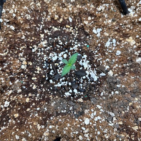 Purple Lemonade FF growlog timeline photo