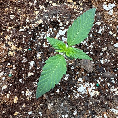 Purple Lemonade FF growlog timeline photo