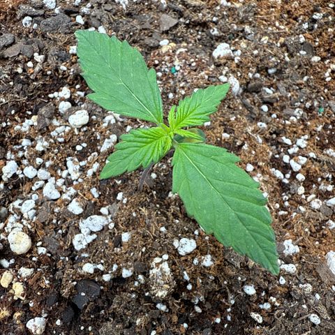 Purple Lemonade FF growlog timeline photo